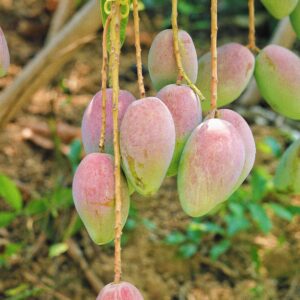 Mangos de Málaga - Caja 4Kg