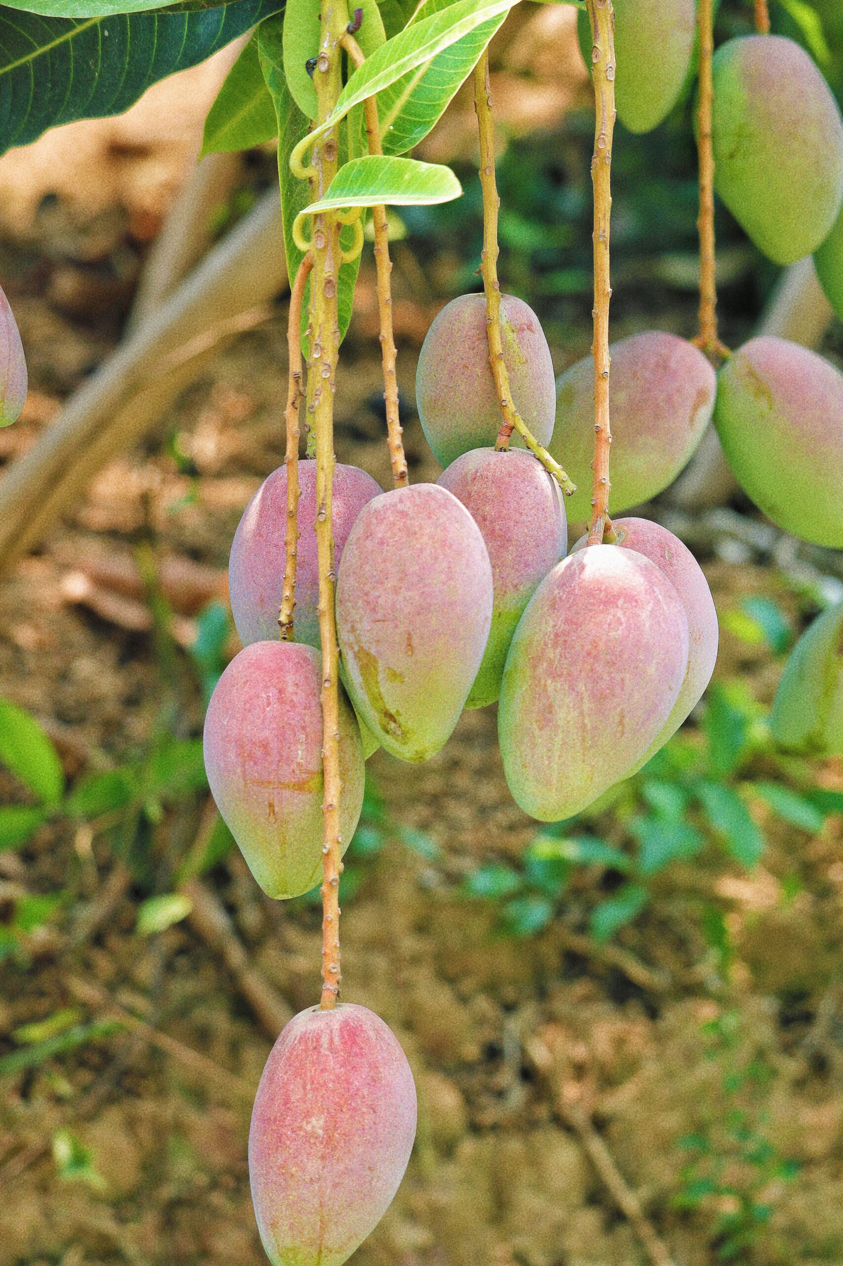 Mangos de Málaga - Caja 4Kg