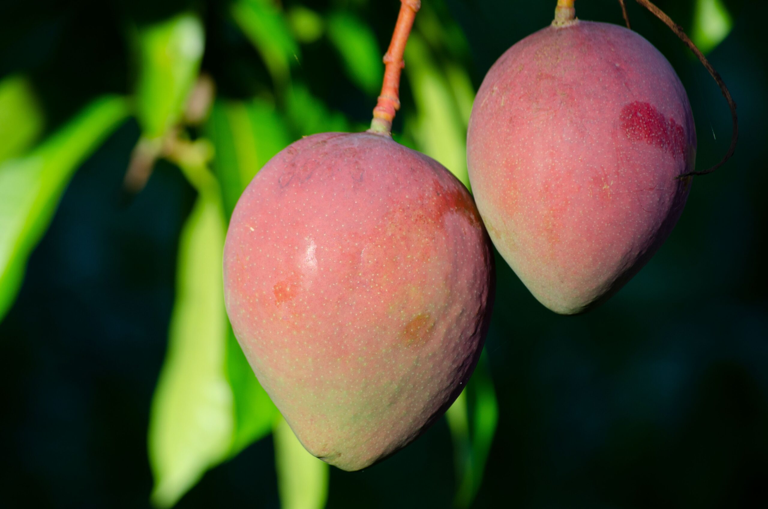 Mangos de Málaga - Caja 4Kg - Imagen 3