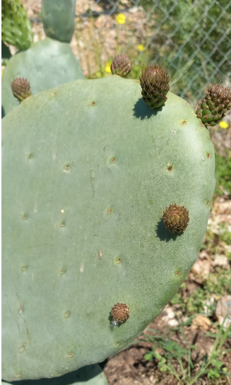 Chumbos de Málaga - Precio por Kg - Imagen 5